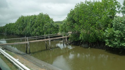Fototapeta premium Wide shot, side view of a suspended bamboo bridge connects two sides of a ditch.