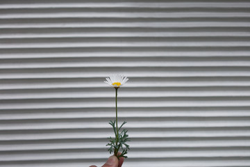 flowers on a wall