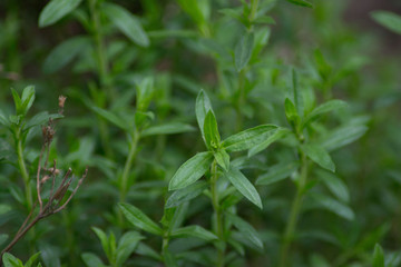 Mountain savory or Satureja montana herb in the garden, green leaves, full frame, edible herbal plant for seasoning