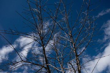 branches and blue sky
