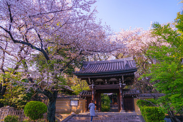 法明寺（東京都豊島区）の桜
