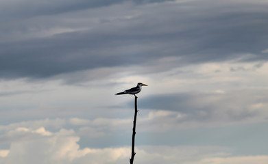 the bird and the sky
