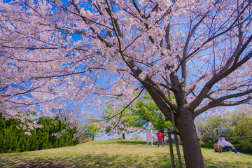 葛西臨海公園の満開の桜