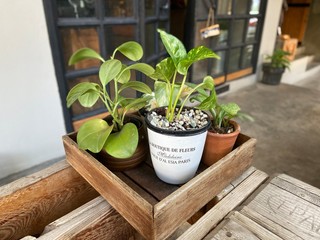 Plant for tou