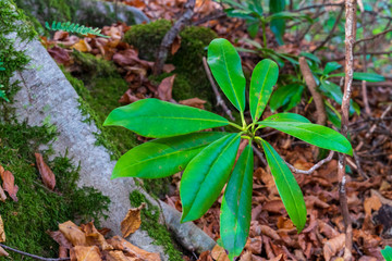 Green plants in the autumn forest.