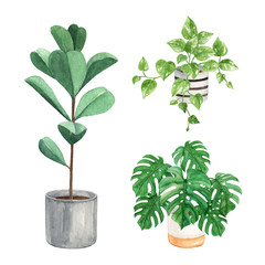 Indoor plant watercolor illustration in a pot with Monstera, Rubber plant and devil's ivy