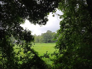 Nature around the field