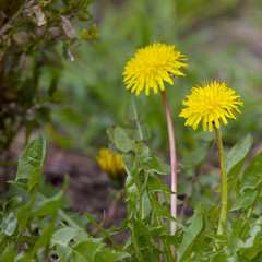 dandelions in the grass