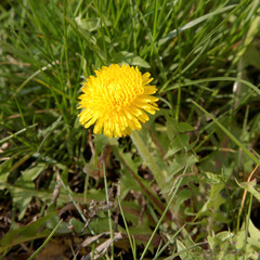 yellow dandelion flower