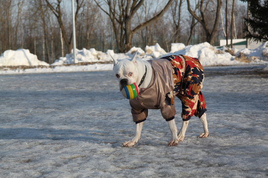 cute Beagle puppy 3 months running happy over the meadow with a red ball - Powered by Adobe