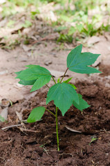 Roselle Plant (or Botanical name is Abelmoschus Esculentus) is Growth for Horticulture Plantation.