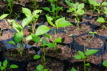 Bird Chilli Plant (or Botanical name is Capsicum ) is Growth for Horticulture Plantation.