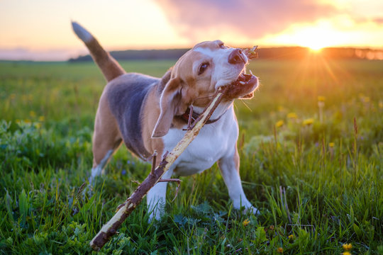 funny dog of the Beagle breed with a stick in his teeth during a walk in nature against the background of a beautiful sunset sun. portrait of a Beagle on the background of a beautiful landscape