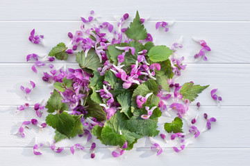 Red dead-nettle for culinary and herbal medicine. Edible spring plant on a white wooden background, light of the sun. Purple nettle or purple archangel (Lamium purpureum) - meadows flowers