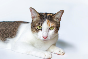 Cute cat image in a white background.