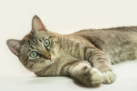 Cute cat image in a white background.