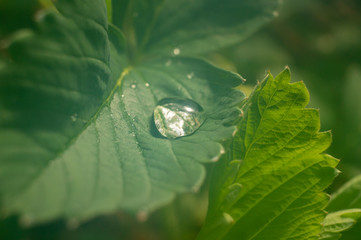 Droplets of water or rain on a green leaf