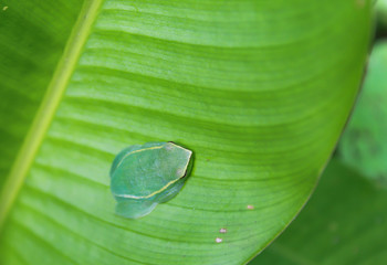 Green frog on leaf
