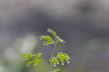Fumaria capreolata, the white ramping fumitory, close-up on dew drops on leaves, blurred background.