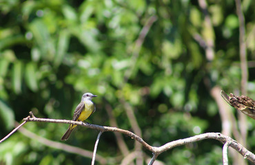 small bird on a branch