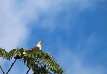 bird on a branch