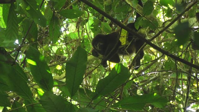 Howler Monkey Resting in Green Jungle Canopy Branches in Corcovado, Costa Rica