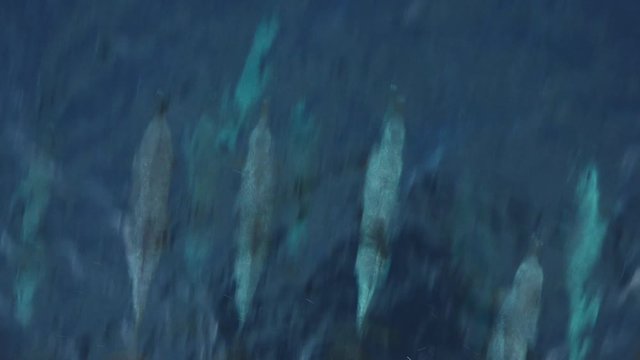 Family of Spotted Dolphins Bow Riding Quickly Jumping out of Water Splashing in Pacific Ocean, Costa Rica