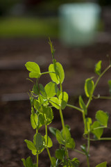 new pea plants in a garden row