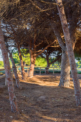 La Mata Natural Park near Torrevieja. Alicante province. Spain