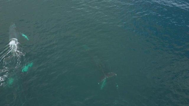Humpback Whale Watching off Isla Conadora, Las Perlas Panama