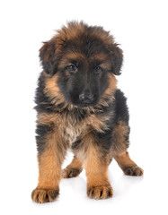 puppy german shepherd