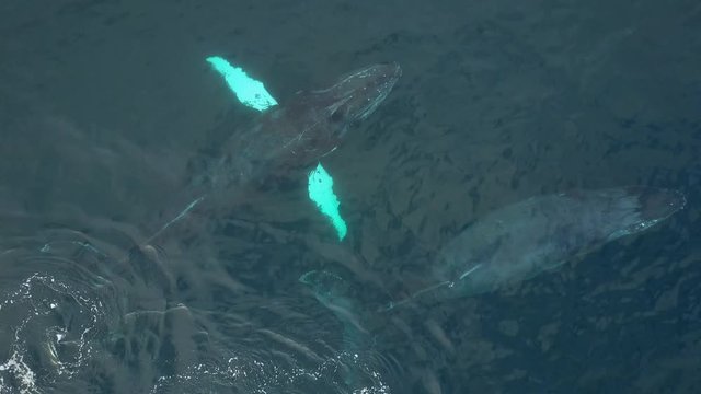 Humpback Whale Watching off Isla Conadora, Las Perlas Panama