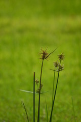 green grass in the wind
