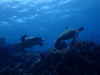 2匹の海亀のすれ違い