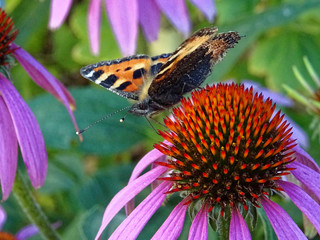 Papillon multicolore et fleur violette