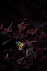 A beautifull shining butterfly sitting on red colored leaves shoot at low exposure 