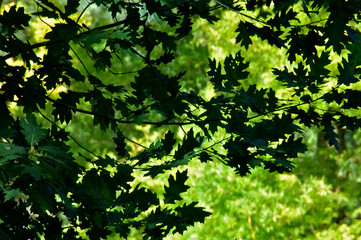Silhouette Oak leaves, Palace Garden, Buckingham Palace, London