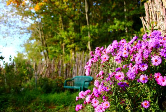 herbstastern im garten