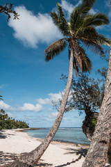 Beautiful empty beach with palm trees, Tonga