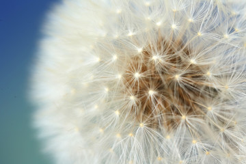 Beautiful dandelion on color background, closeup