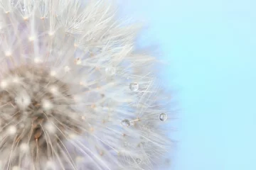 Wandaufkleber Beautiful dandelion on color background, closeup © Pixel-Shot