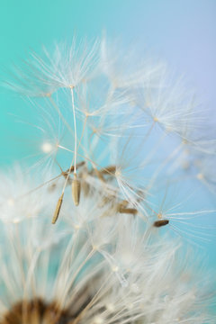 Beautiful dandelion on color background, closeup © Pixel-Shot