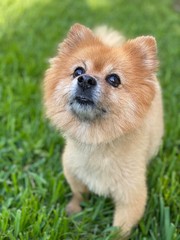 pomeranian dog on grass