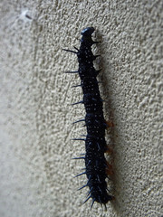Chenille