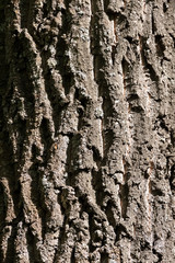 Old dry trunk of an ancient oak.