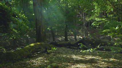 Dark old forest with misty magical sun rays. A bit of sun in beatuiful foggy old woods. Gimbal tracking slow motion. No people