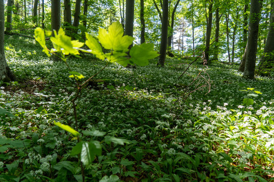 Wandern bei &Ouml;fingen Baden-W&uuml;ttemberg Deutschland