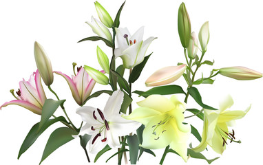 light pink an golden lily flowers lush bunch isolated on white