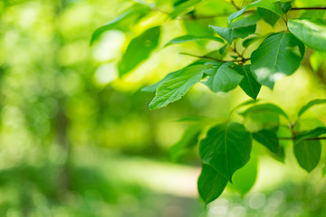 Obraz premium Green leaves in forest
