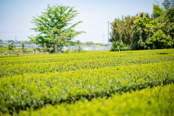 Fototapeta na wymiar Tea field under sunlight